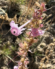 Longtube ipomopsis (Ipomopsis macrosiphon)
