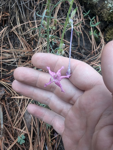 Longtube ipomopsis (Ipomopsis macrosiphon)