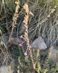 Longtube ipomopsis (Ipomopsis macrosiphon)