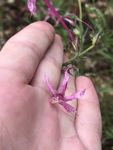 Longtube ipomopsis (Ipomopsis macrosiphon)