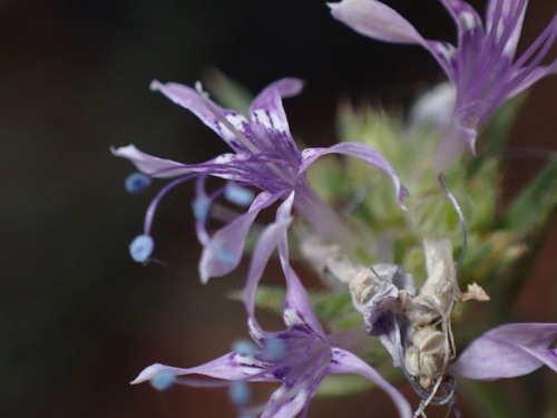 Manyflowered ipomopsis (Ipomopsis multiflora)