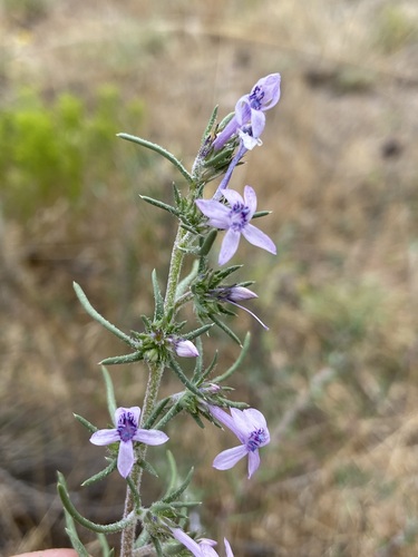 Manyflowered ipomopsis (Ipomopsis multiflora)