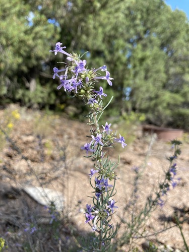 Manyflowered ipomopsis (Ipomopsis multiflora)