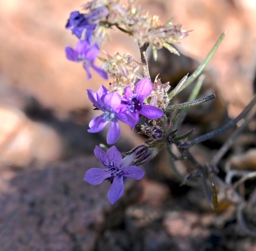 Manyflowered ipomopsis (Ipomopsis multiflora)