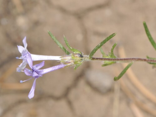 Manyflowered ipomopsis (Ipomopsis multiflora)