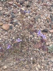 Manyflowered ipomopsis (Ipomopsis multiflora)
