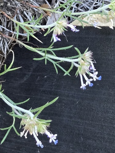 Manyflowered ipomopsis (Ipomopsis multiflora)