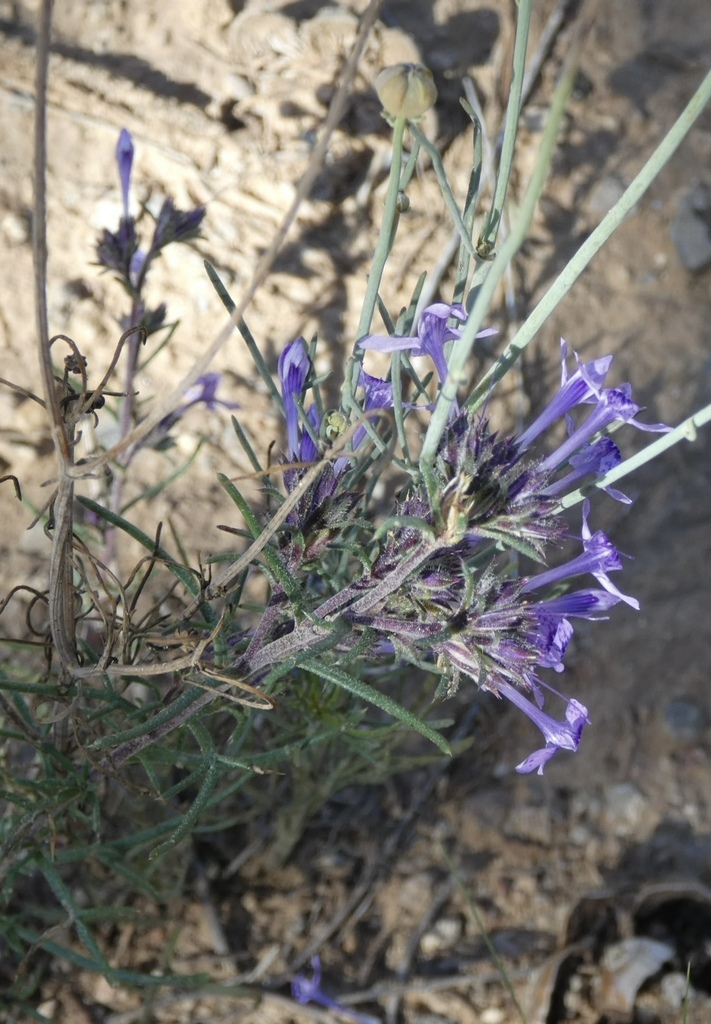 Manyflowered ipomopsis (Ipomopsis multiflora)