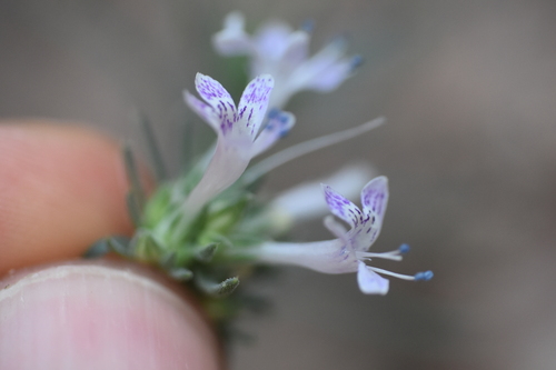 Manyflowered ipomopsis (Ipomopsis multiflora)