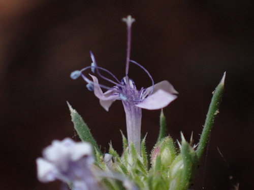 Manyflowered ipomopsis (Ipomopsis multiflora)