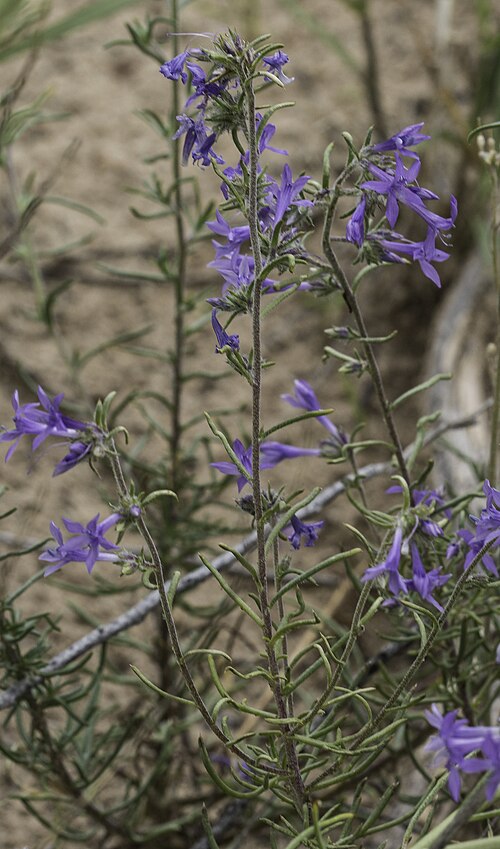 Manyflowered ipomopsis: Ipomopsis multiflora blooming in the Santa Fe National Forest, Rio Arriba County, New Mexico, US