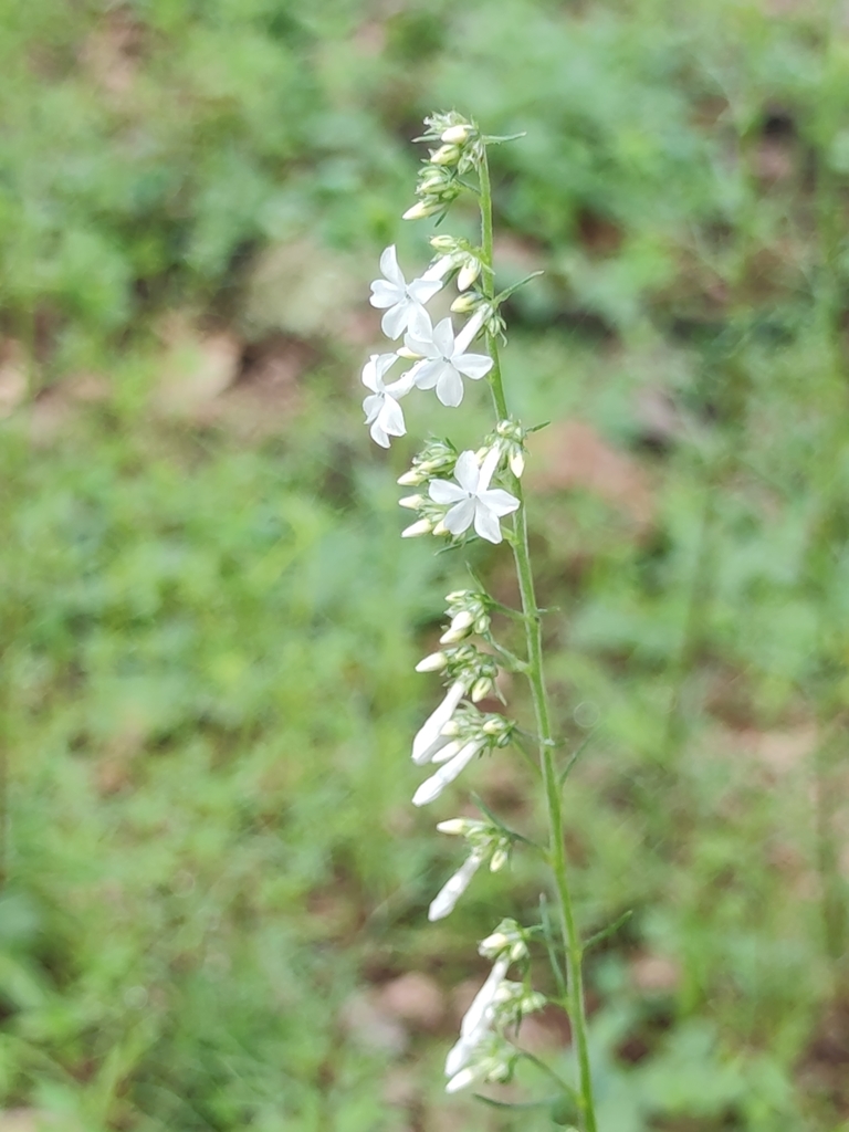 San Luis Mountain ipomopsis (Ipomopsis pinnata)