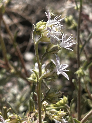 Pagosa ipomopsis (Ipomopsis polyantha)