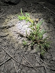 Pagosa ipomopsis (Ipomopsis polyantha)