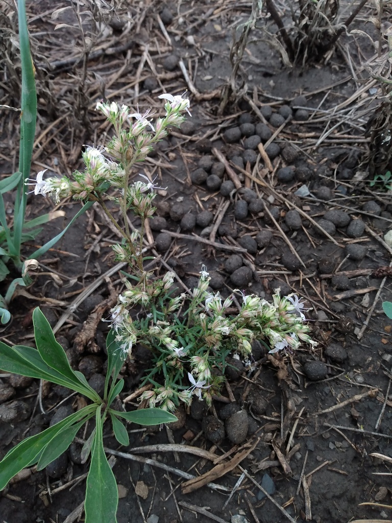 Pagosa ipomopsis (Ipomopsis polyantha)