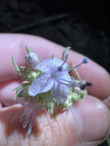 Pagosa ipomopsis (Ipomopsis polyantha)