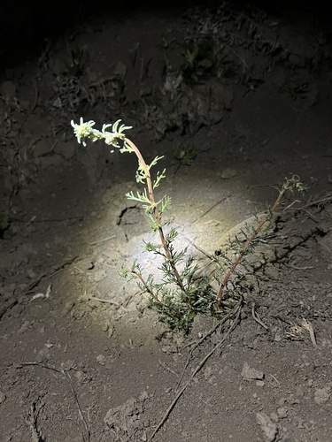 Pagosa ipomopsis (Ipomopsis polyantha)