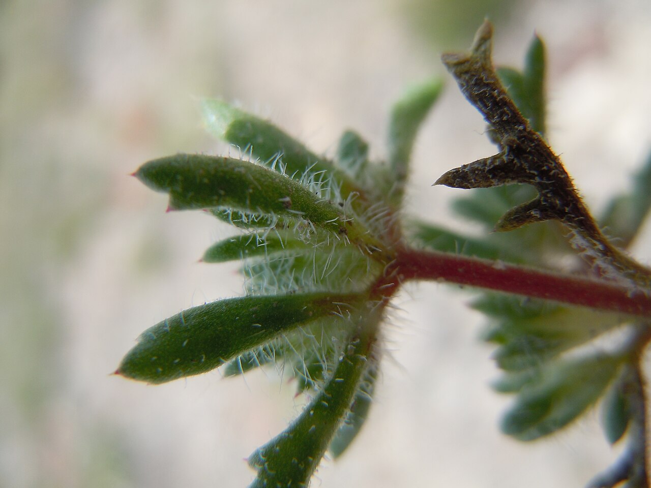 Manybranched ipomopsis: This species is sporadic on the gravelly exposed uplands in this area.