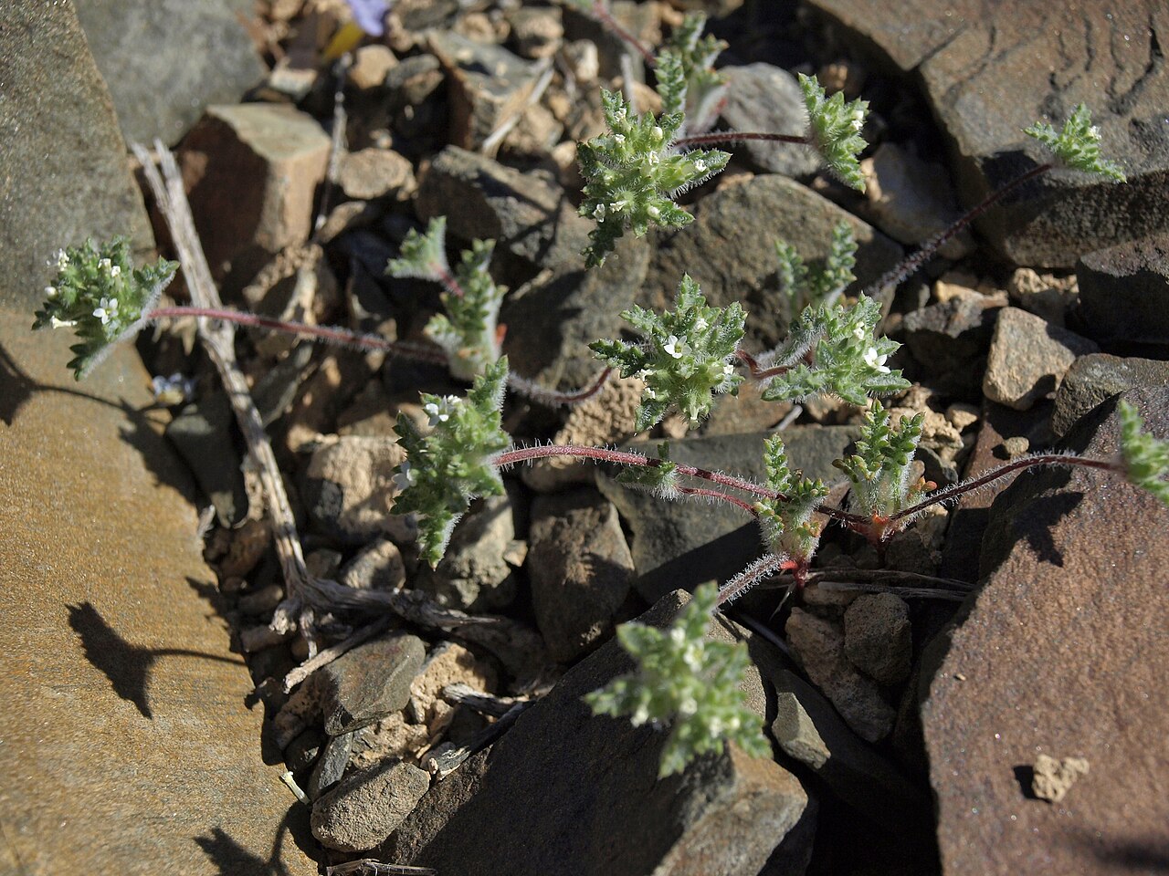 Manybranched ipomopsis: forked gilia, Ipomopsis polycladon, California, White Mountains, Deep Springs Valley drainage, elevation 1792 m (5880 ft). This distinctive annual species is co