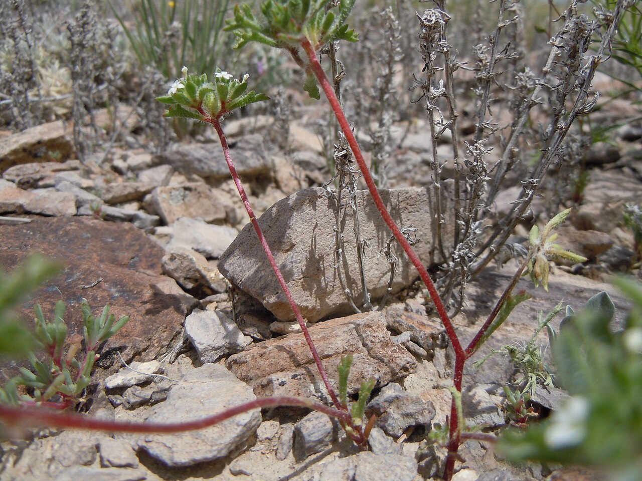 Manybranched ipomopsis: This species is sporadic on the gravelly exposed uplands in this area.