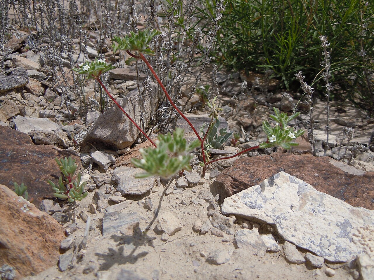 Manybranched ipomopsis: This species is sporadic on the gravelly exposed uplands in this area.