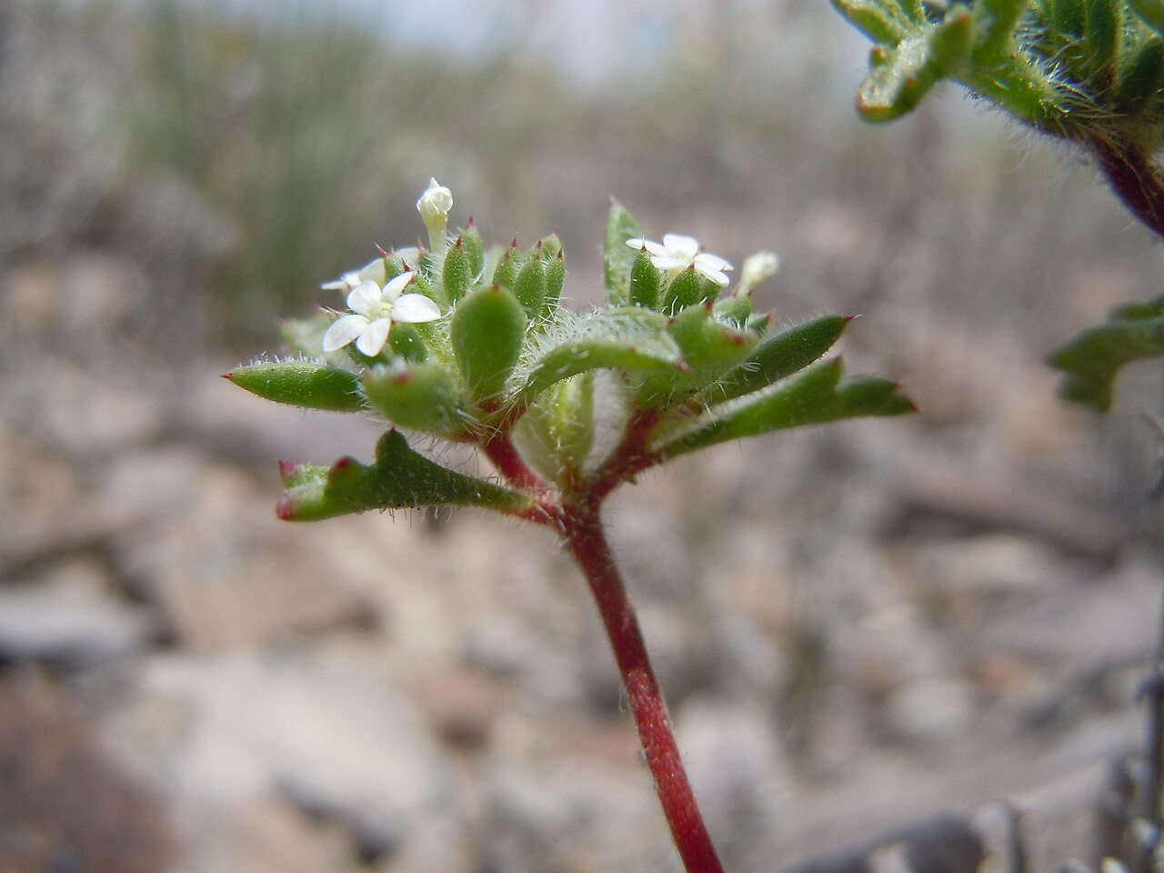 Manybranched ipomopsis: This species is sporadic on the gravelly exposed uplands in this area.
