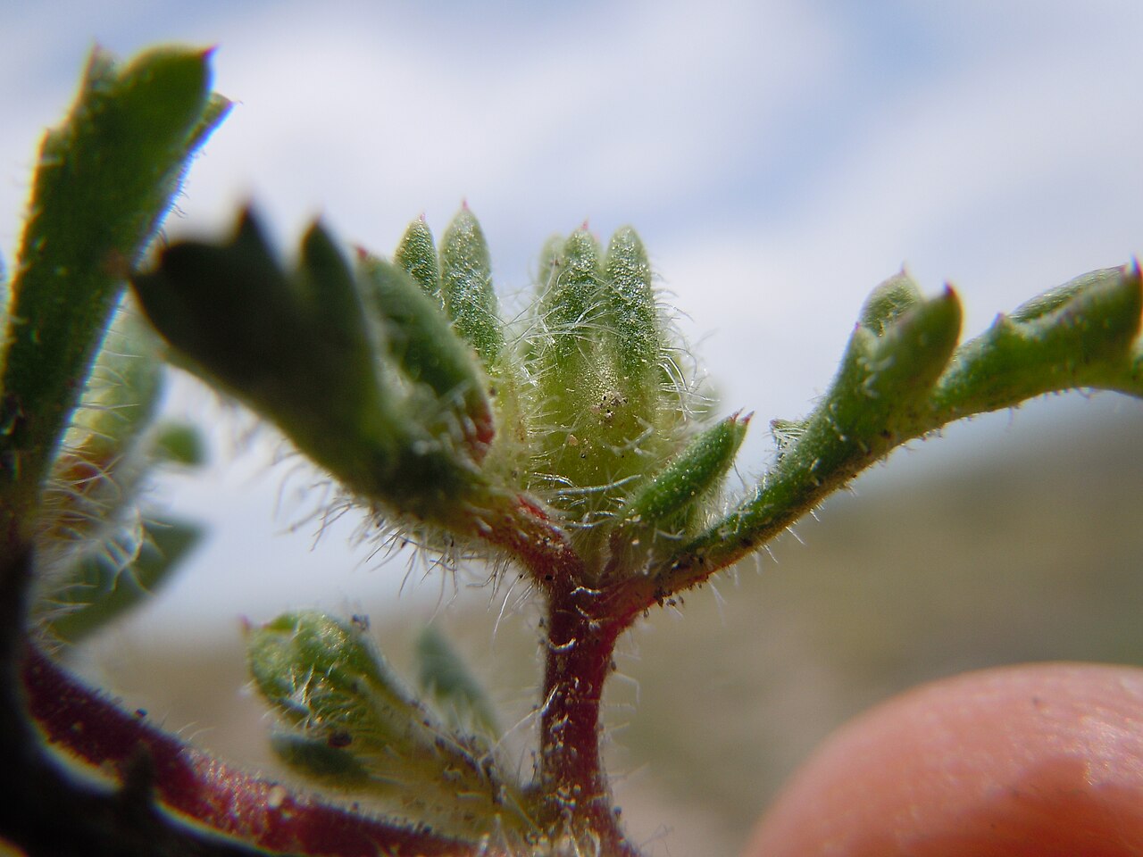 Manybranched ipomopsis: This species is sporadic on the gravelly exposed uplands in this area.