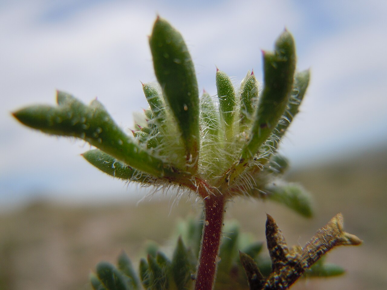 Manybranched ipomopsis: This species is sporadic on the gravelly exposed uplands in this area.
