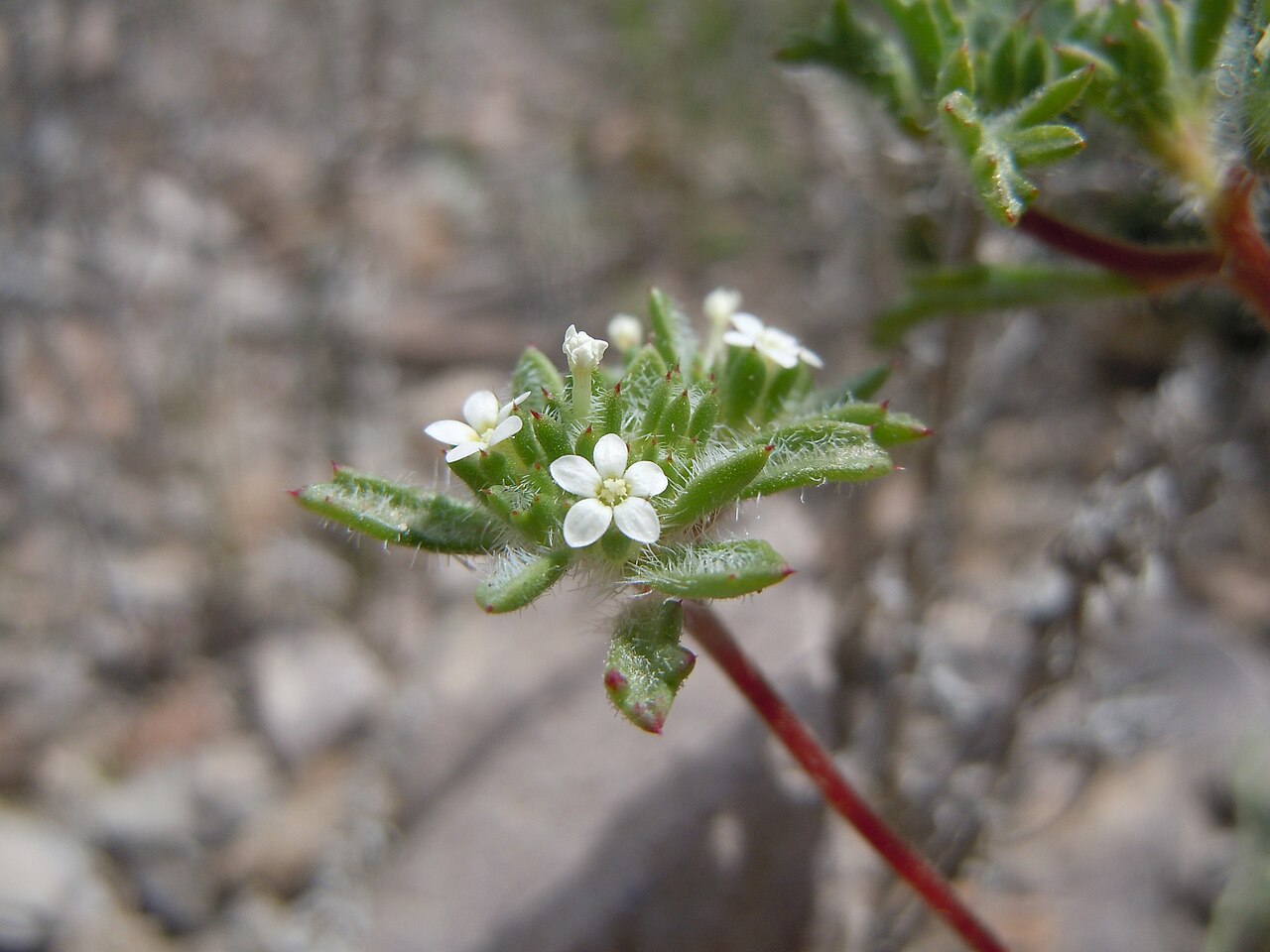 Manybranched ipomopsis: This species is sporadic on the gravelly exposed uplands in this area.
