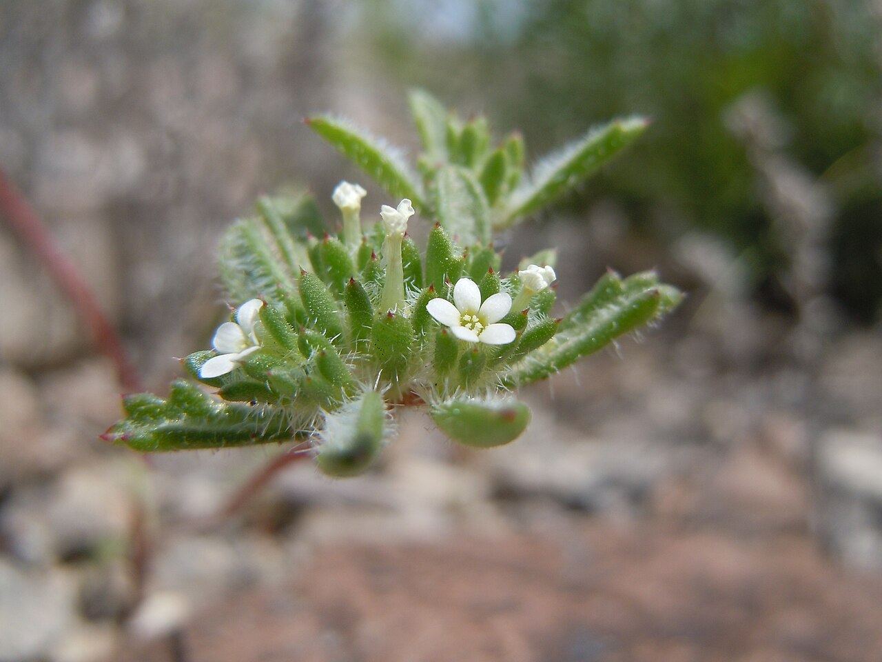 Manybranched ipomopsis: This species is sporadic on the gravelly exposed uplands in this area.