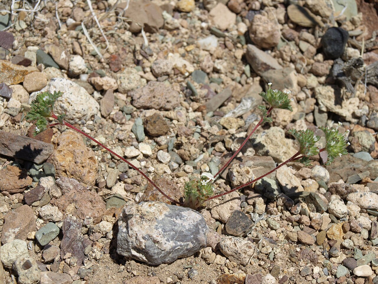 Manybranched ipomopsis: forked gilia, Ipomopsis polycladon, Silver Peak Range, elevation 1820 m