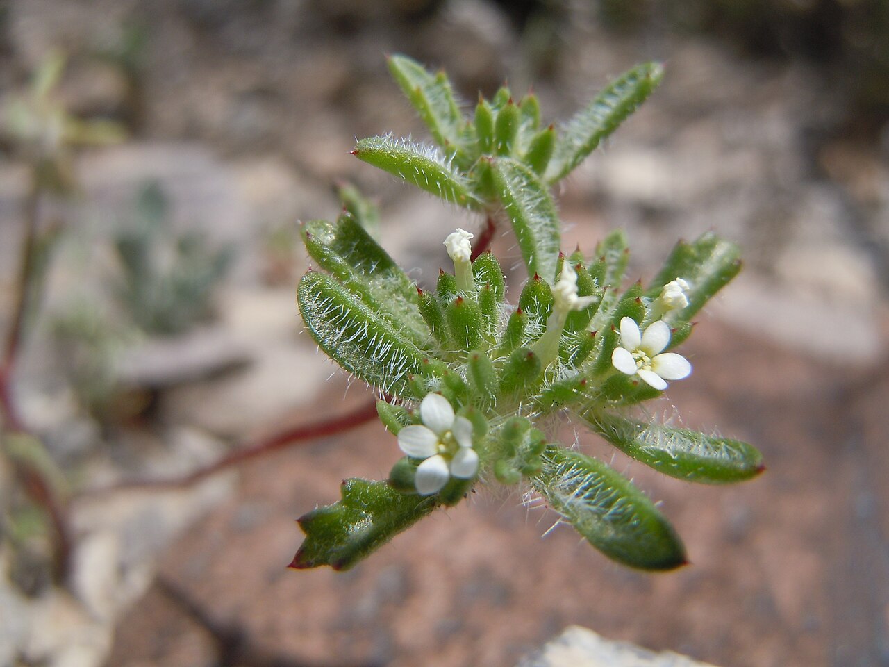 Manybranched ipomopsis: This species is sporadic on the gravelly exposed uplands in this area.