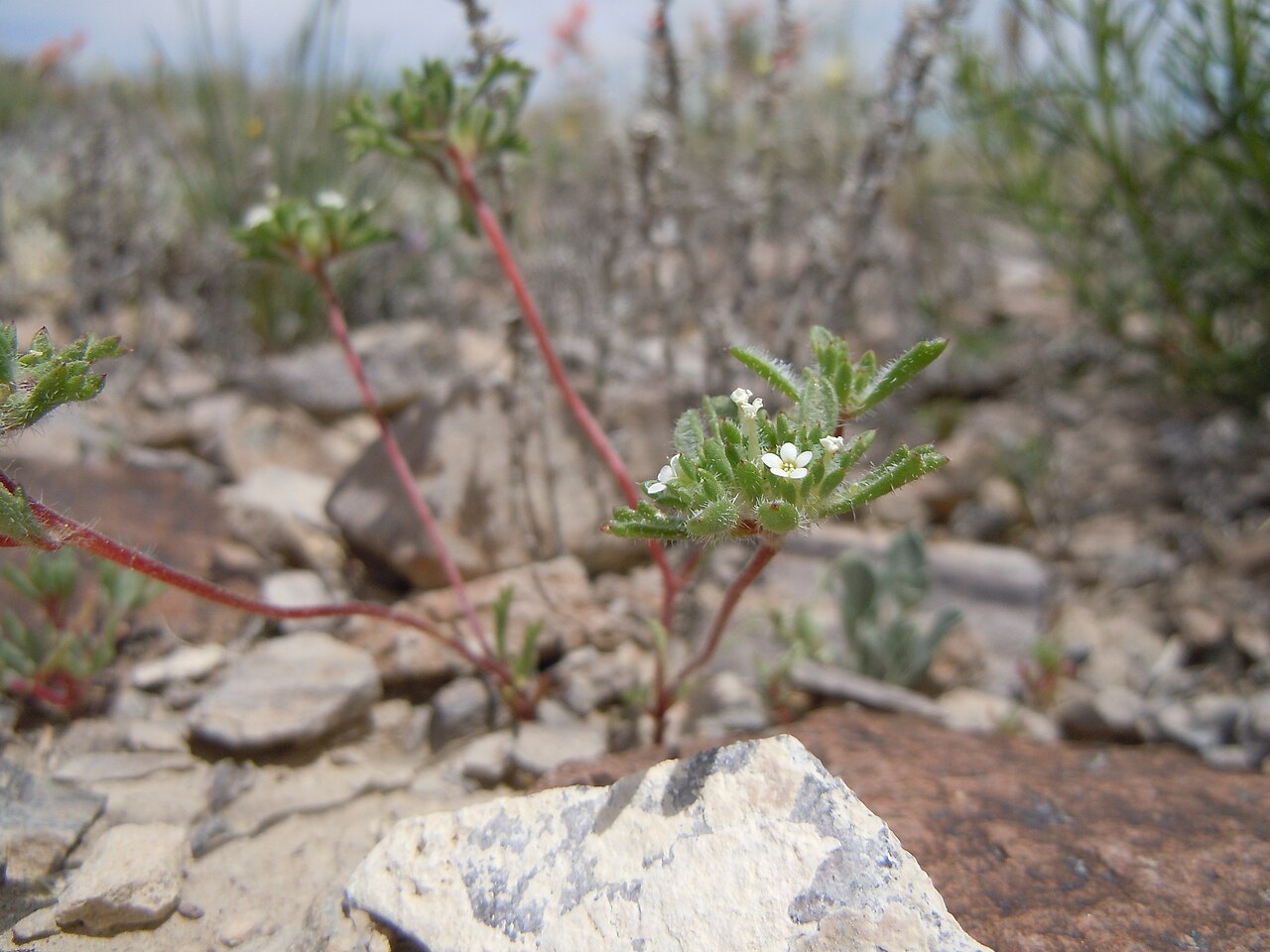 Manybranched ipomopsis: This species is sporadic on the gravelly exposed uplands in this area.
