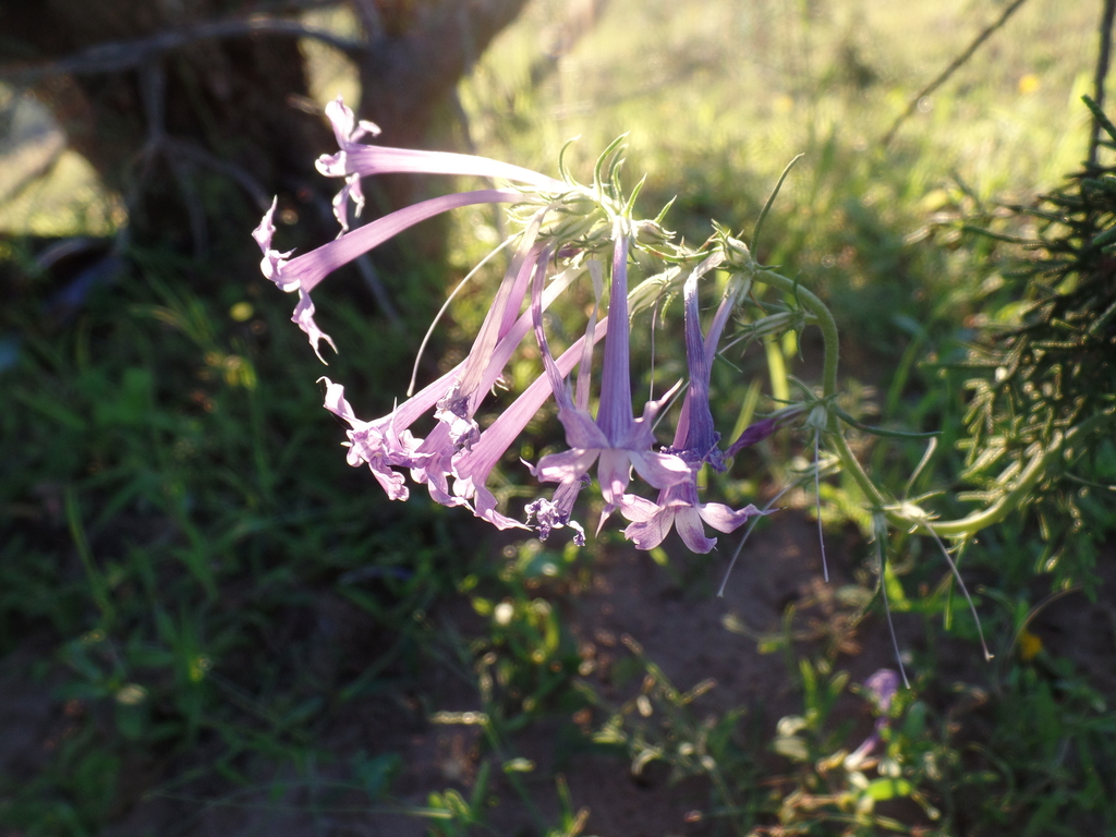 Ipomopsis pringlei (Ipomopsis pringlei)