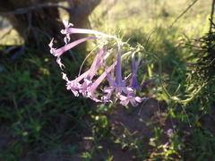 Ipomopsis pringlei (Ipomopsis pringlei)