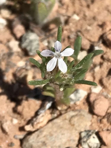 Dwarf ipomopsis (Ipomopsis pumila)