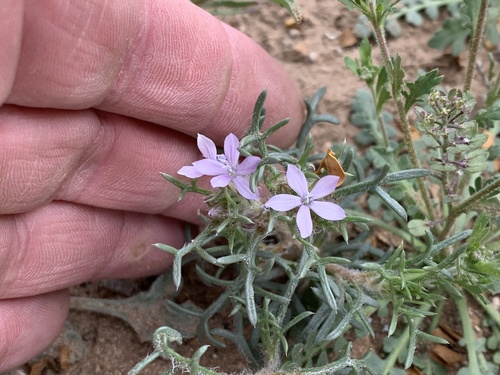 Dwarf ipomopsis (Ipomopsis pumila)