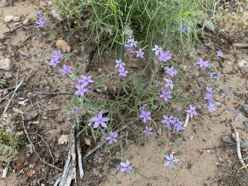 Dwarf ipomopsis (Ipomopsis pumila)