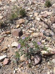 Dwarf ipomopsis (Ipomopsis pumila)
