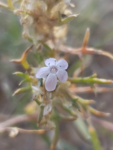 Dwarf ipomopsis (Ipomopsis pumila)
