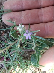Dwarf ipomopsis (Ipomopsis pumila)