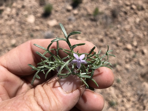 Dwarf ipomopsis (Ipomopsis pumila)