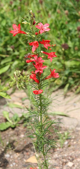 Standing-cypress: Ipomopsis rubra im Botanischen Garten Dresden