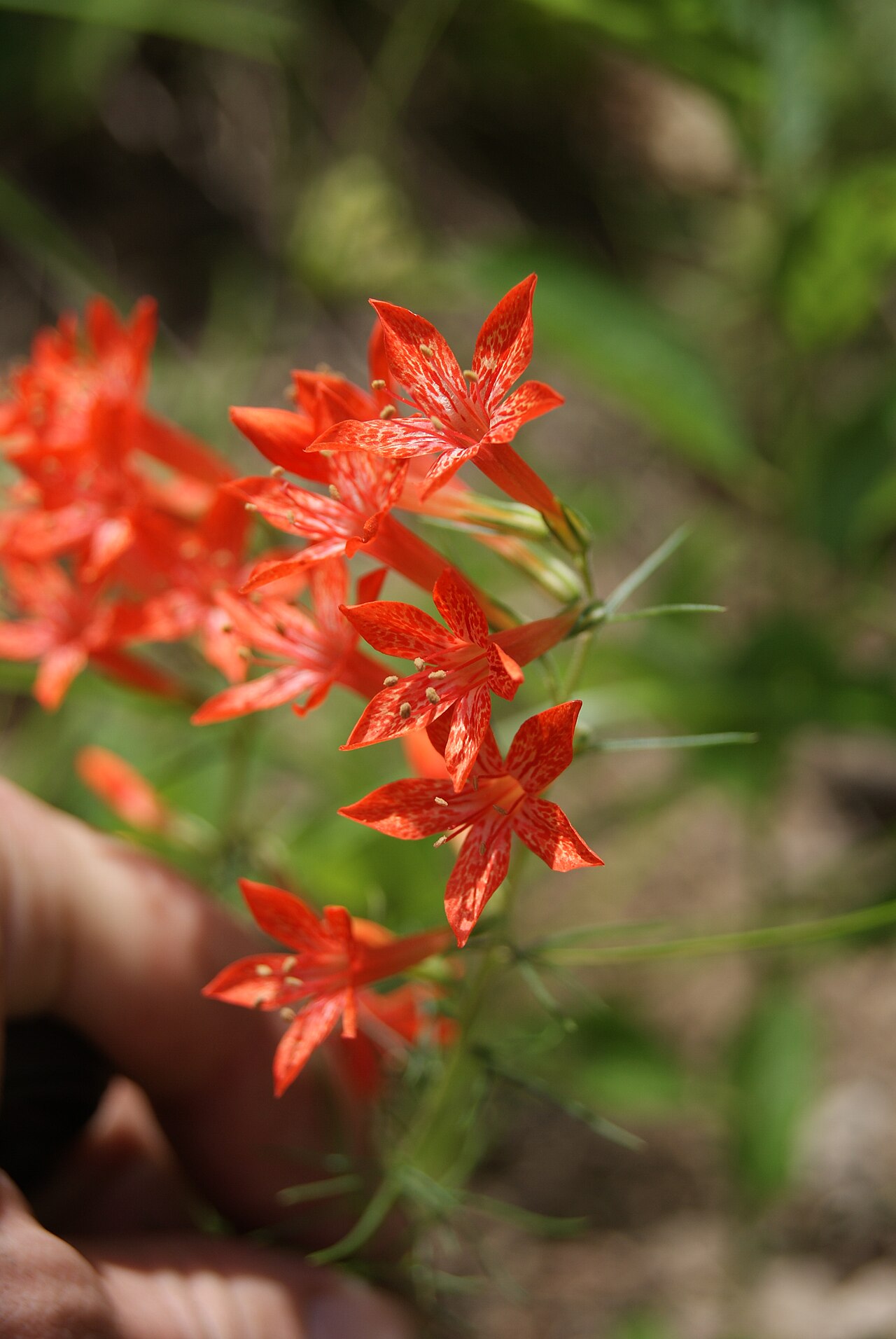 Standing-cypress: Ipomopsis rubra , East Texas in July.
