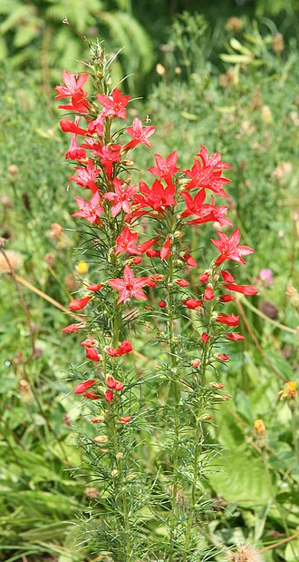 Standing-cypress: Ipomopsis rubra im Botanischen Garten Dresden