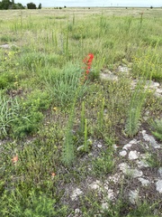 Standing-cypress (Ipomopsis rubra)