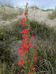 Standing-cypress (Ipomopsis rubra)