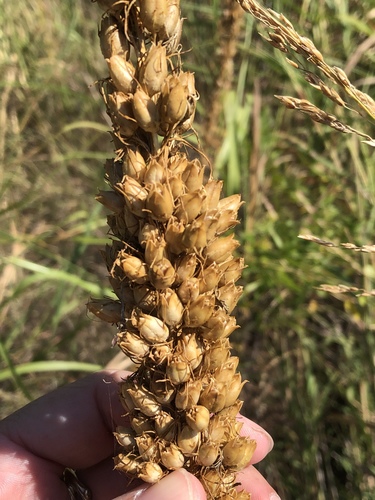 Standing-cypress (Ipomopsis rubra)
