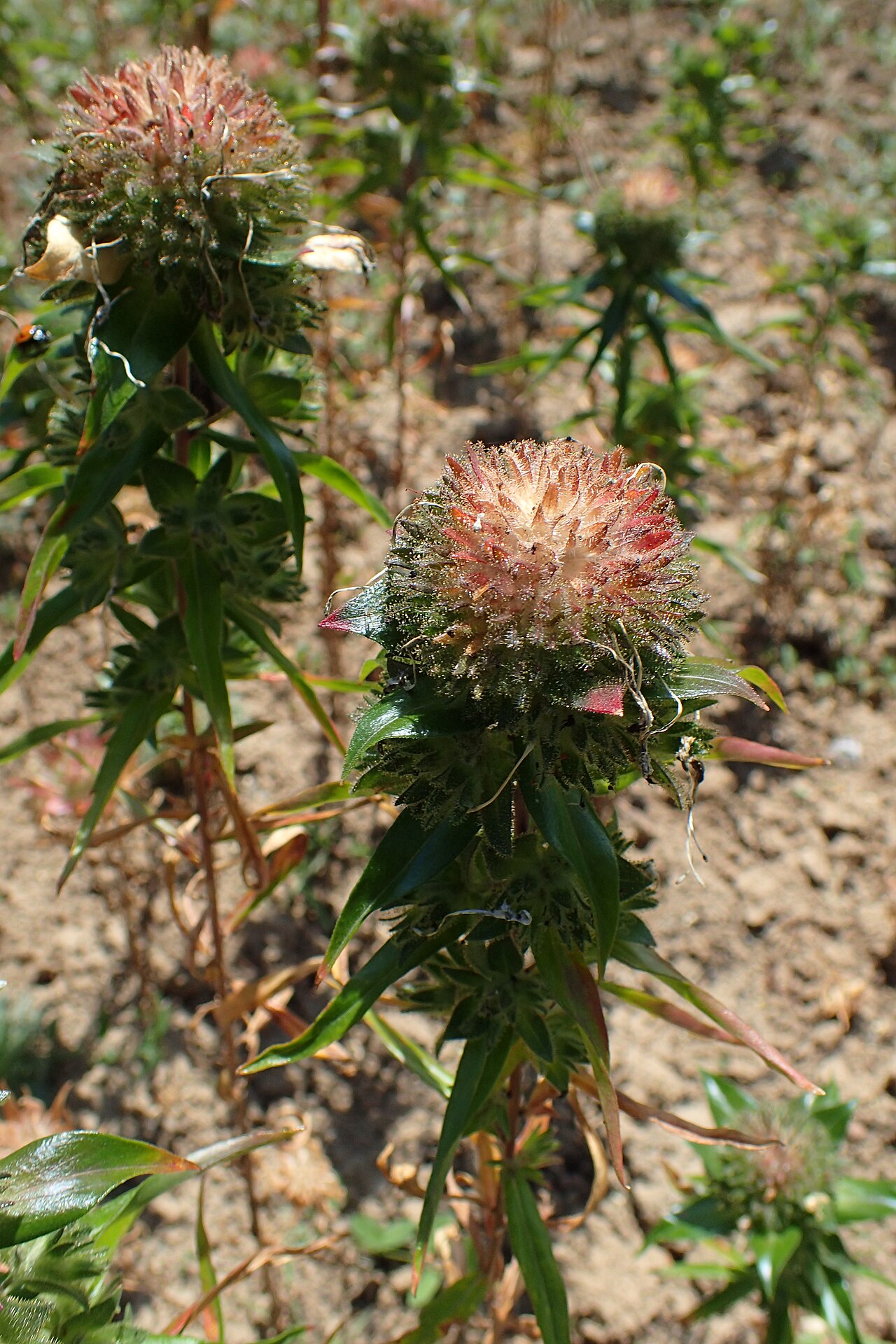 Standing-cypress: Ipomopsis rubra in the UMCS Botanical Garden in Lublin