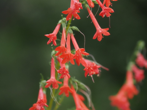 Standing-cypress (Ipomopsis rubra)
